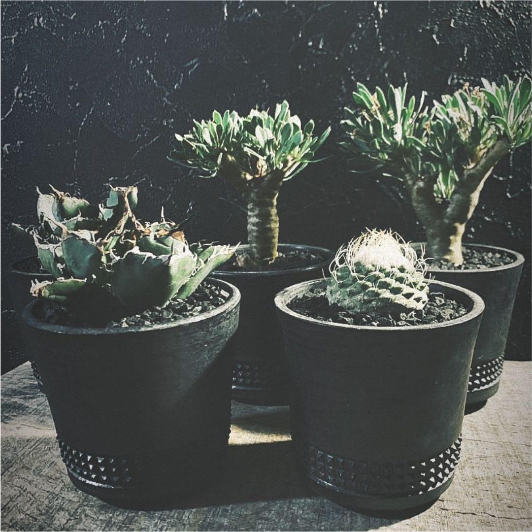 spicygem studs versatile pot S スパイシージム spicygem Versatile