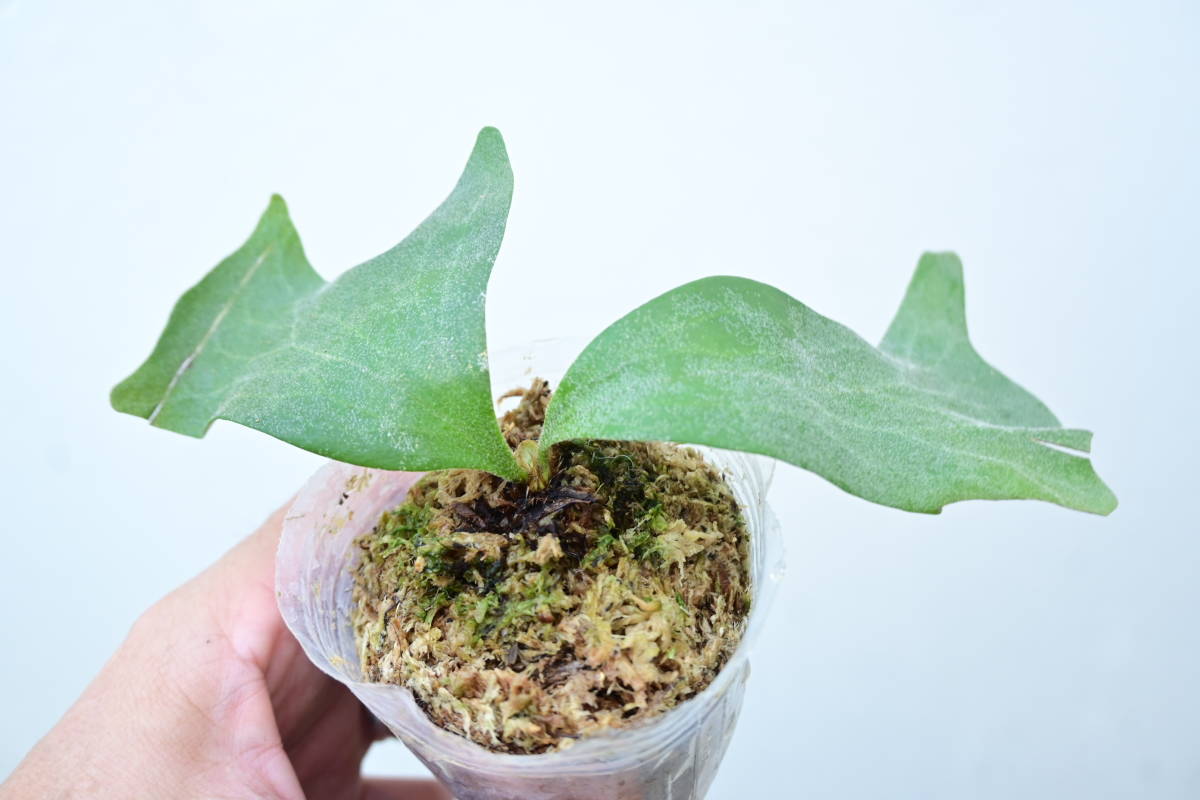 ワリチー　ビカクシダ　P. wallichii P.wallichii① @bikamori.com ビカクシダ ワリチー