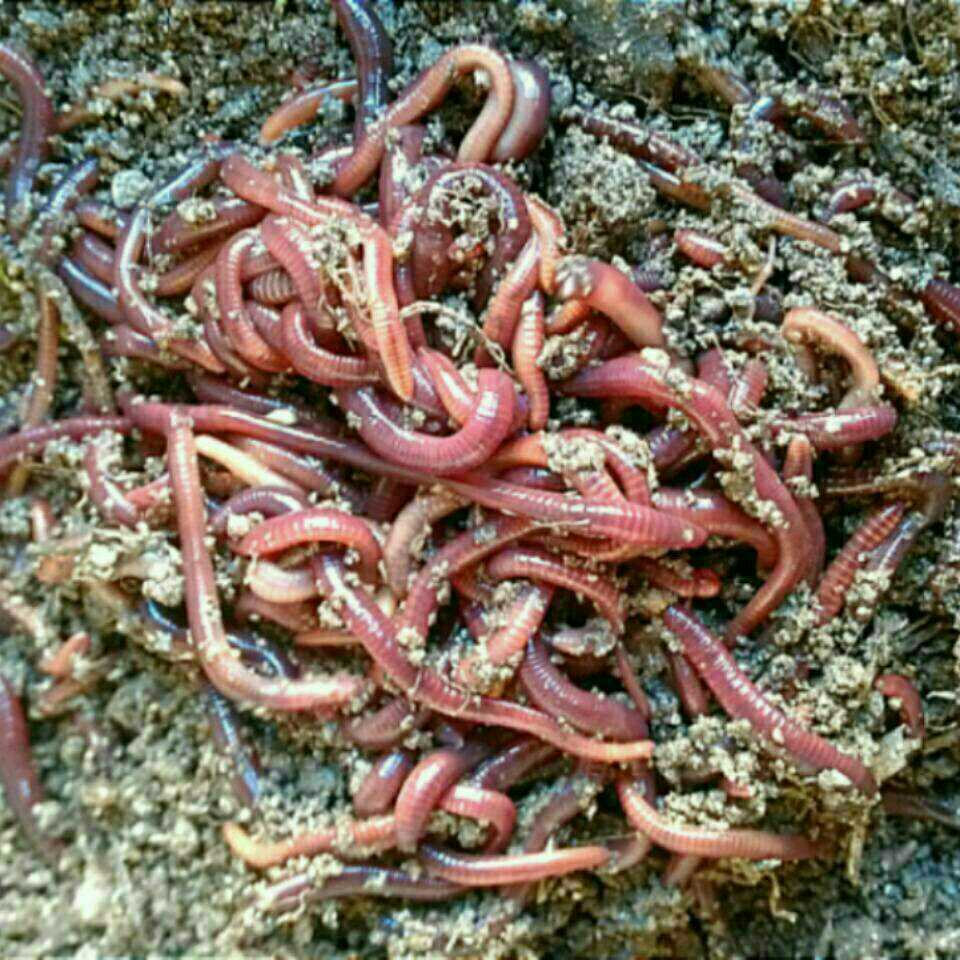 天然シマミミズ 1000匹