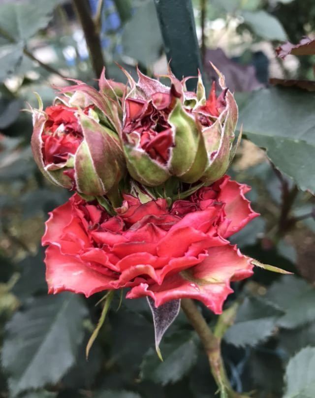 苗 バラ苗 珍しい切花品種 接木苗