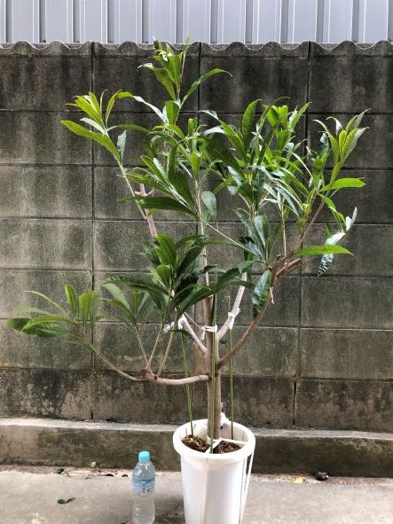 大人気，最新作 エッグフルーツ キング種カニステル特大取木苗(果物)｜売買されたオークション情報、yahooの商品情報をアーカイブ公開 - オークファン 果物