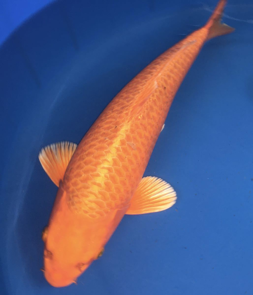 変わり鯉42㎝ 2歳 性別不明 松江錦鯉センター産 錦鯉① オレンジ 昔