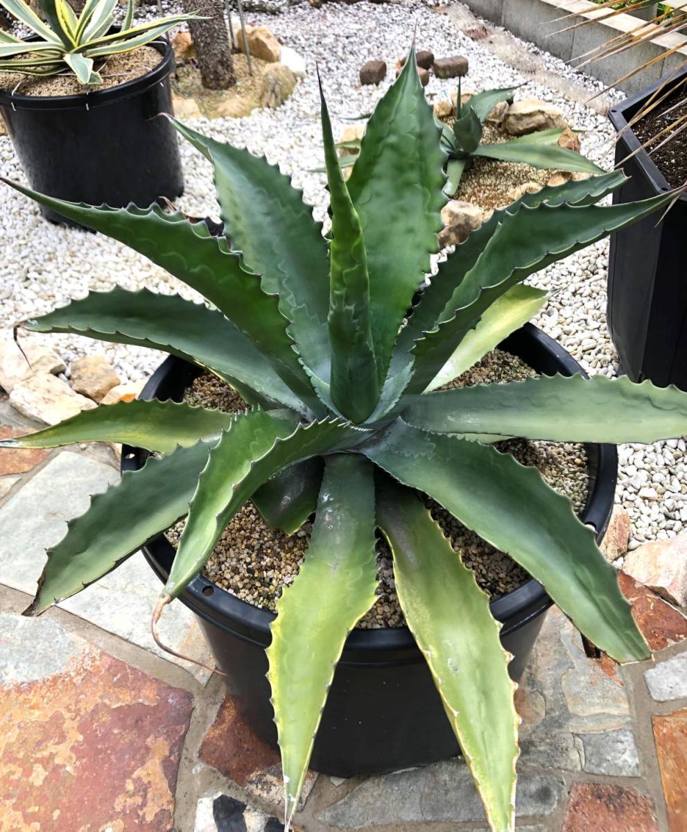 アガベ“OAXACA SEEDLINGS” “13cm“ 育成株 子株一株付き オアハカ