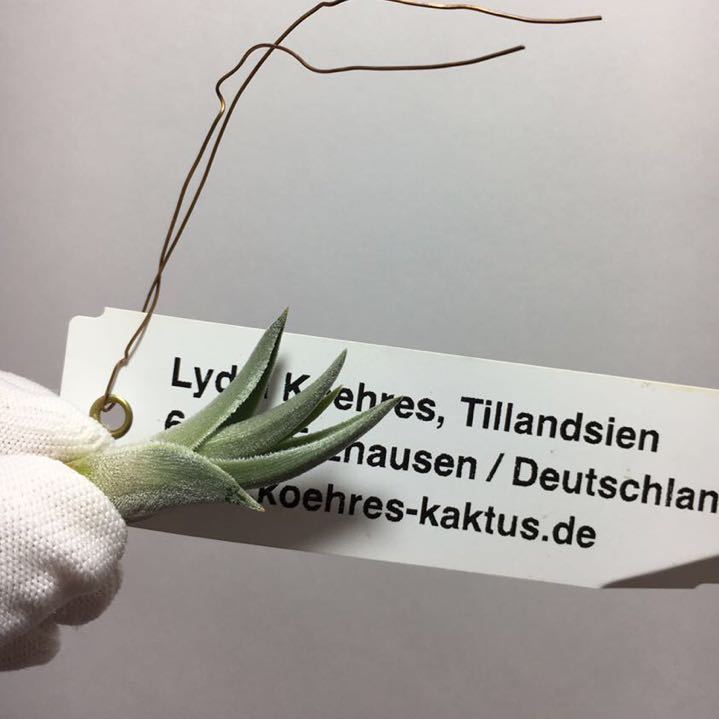 Tillandsia tafiensis ティランジア タフィエンシス （旧:T  