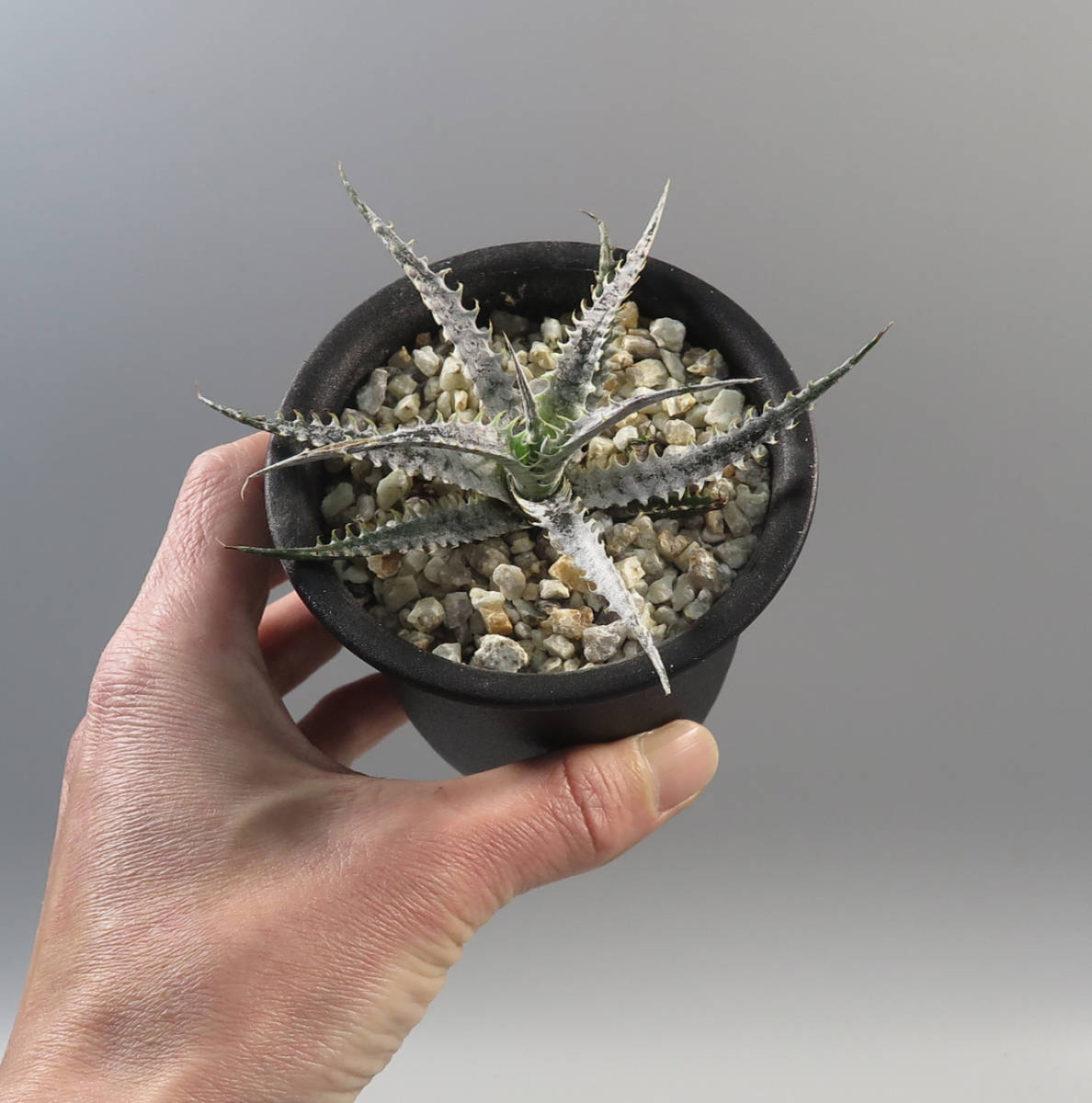 店舗良い 現品 ディッキア Dyckia Gandalf Bromeliad Cultivar Register Matzi27 Com