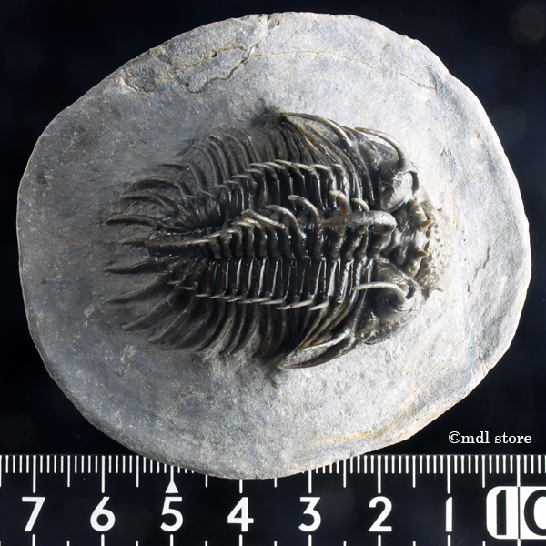 超棘棘！【Comura bultyncki】三葉虫 化石標本☆trilobite 超棘棘