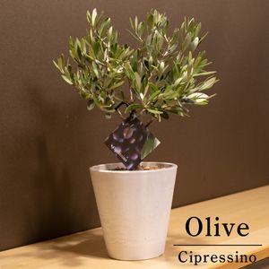 オリーブの木のヤフオク の相場 価格を見る ヤフオク のオリーブの木のオークション売買情報は42件が掲載されています