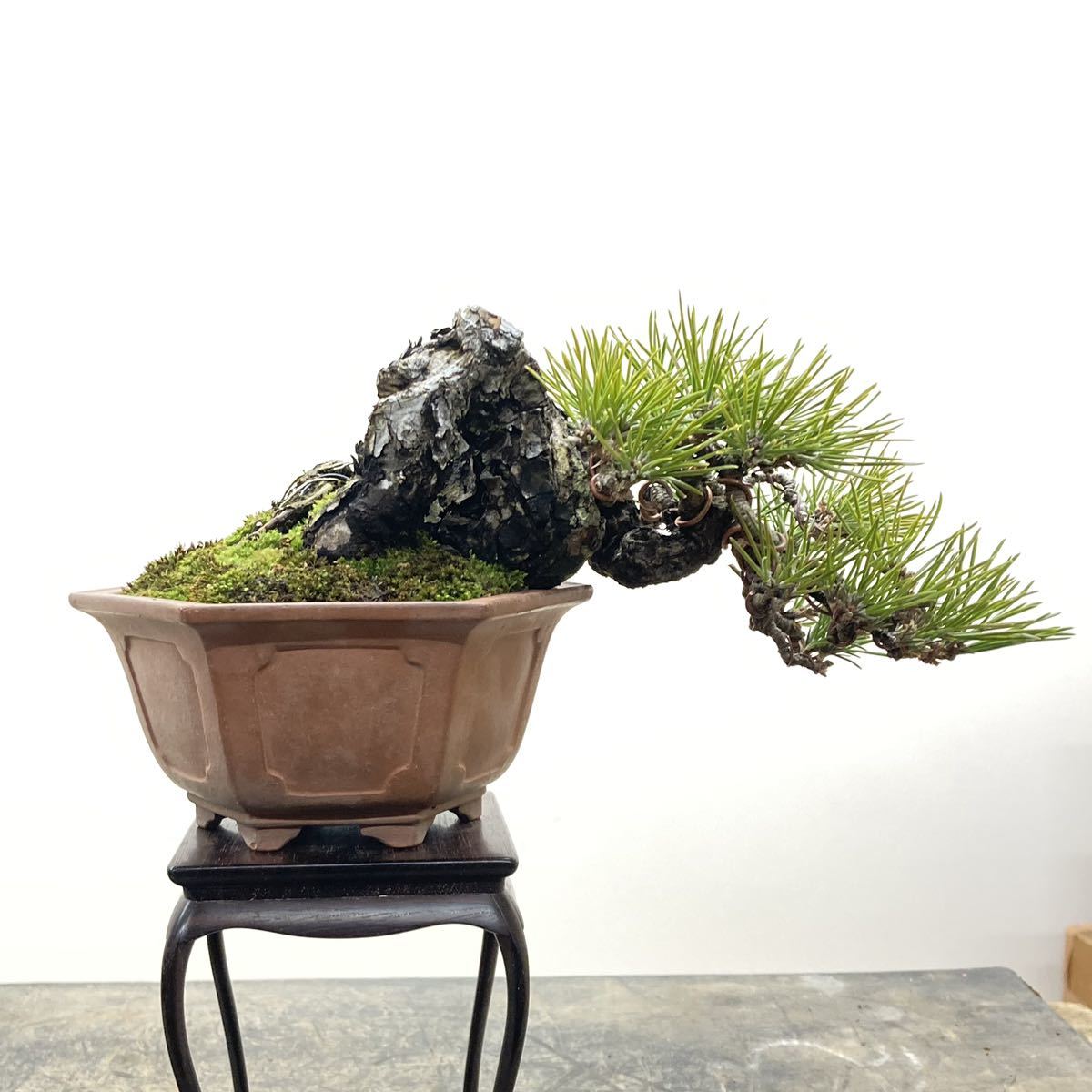 明樹園lite]黒松 懸崖 小品盆栽 8cm(松)｜売買されたオークション情報