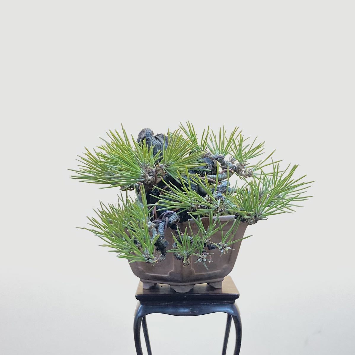 明樹園lite]黒松 懸崖 小品盆栽 8cm(松)｜売買されたオークション情報