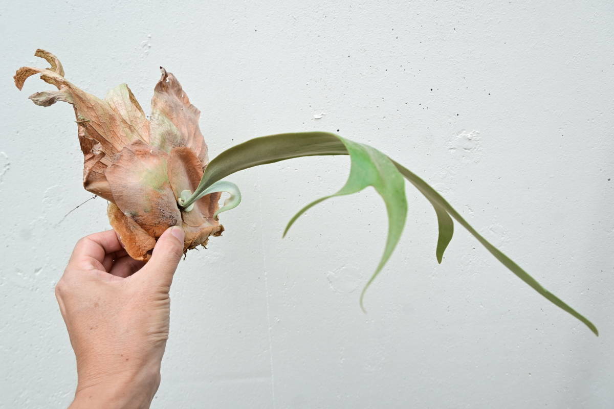 P.willinckii cv Layla ビカクシダ ウィリンキーレイラ ブランド公式通販