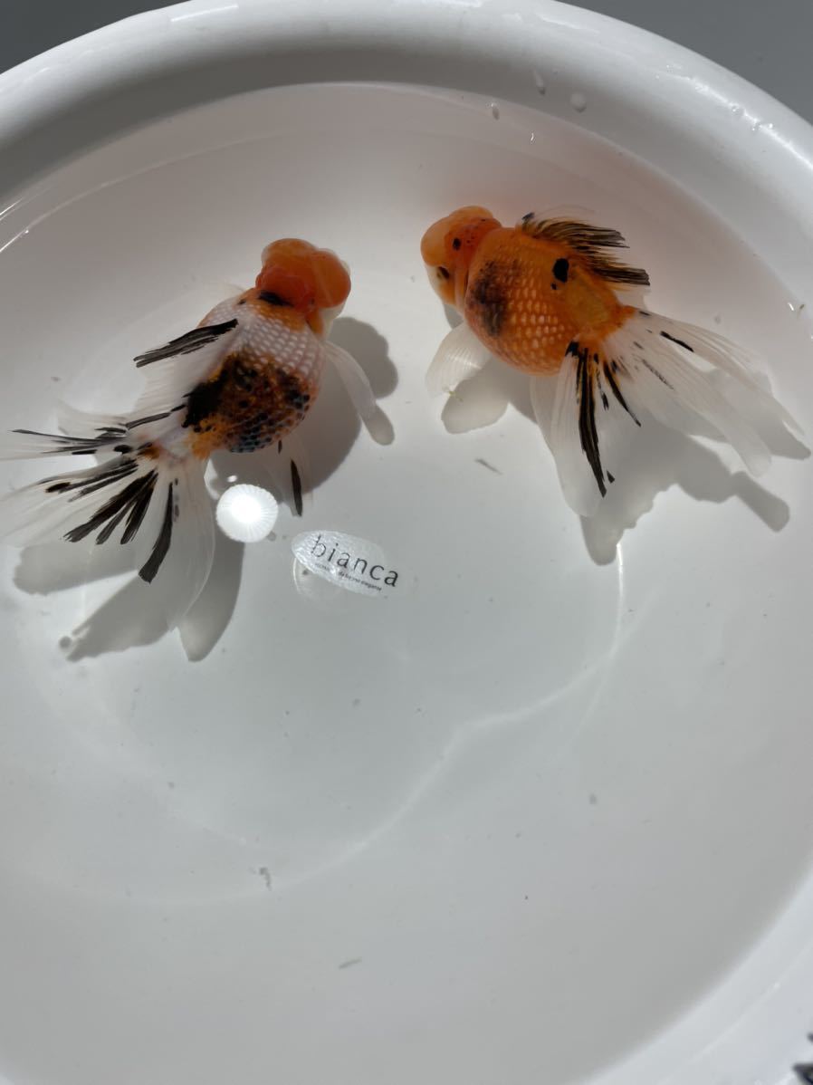 高頭パール上物三歳魚2匹セットNo.1