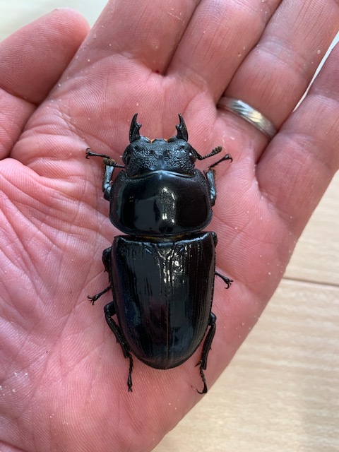 東北の虎。）♀55.4ミリ 20-D-21 TT川西産TheHeat-N21 川西産 東北の虎