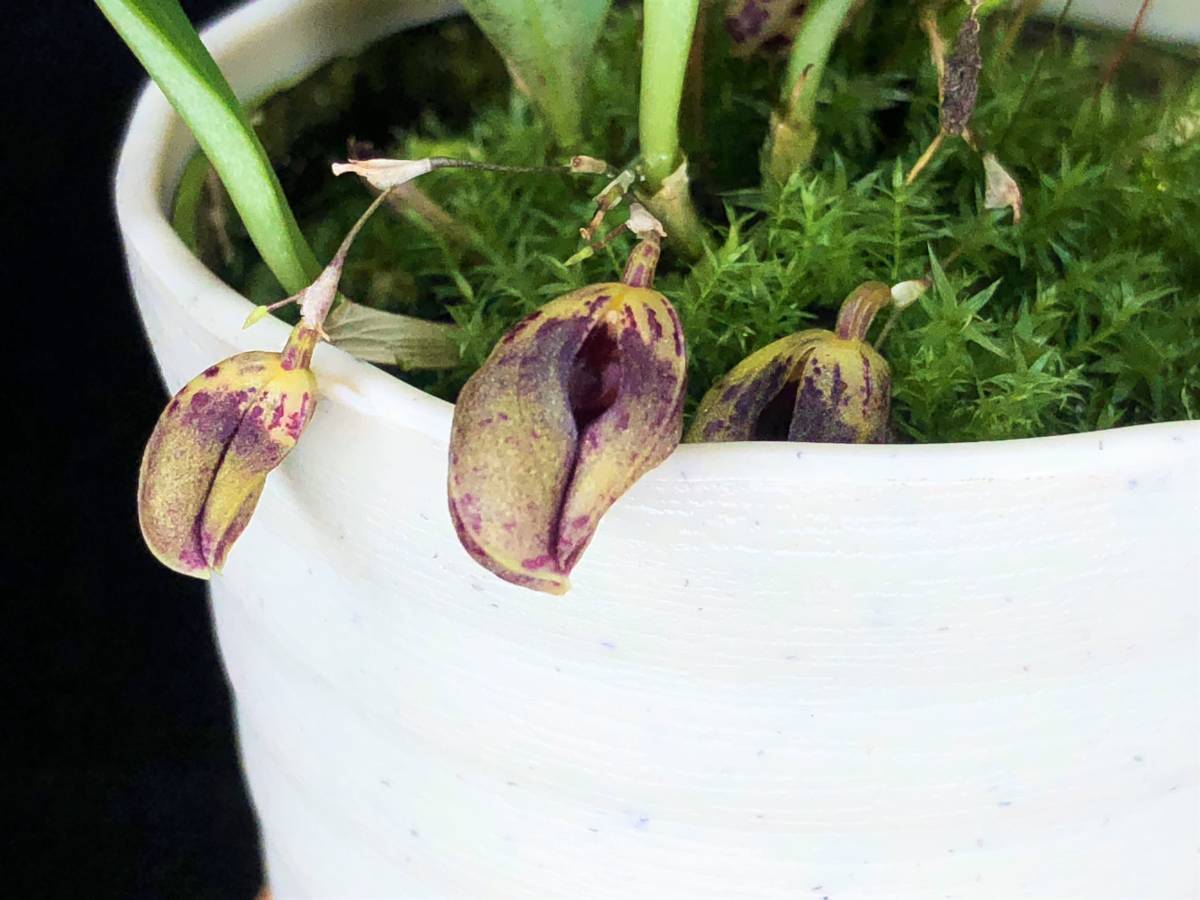 ★洋蘭★原種★ミニチュア★Phloeophila pleurothallopsis★フロエオフィラ★山野草★珍奇植物★ビバリウム★テラリウム★送料無料★