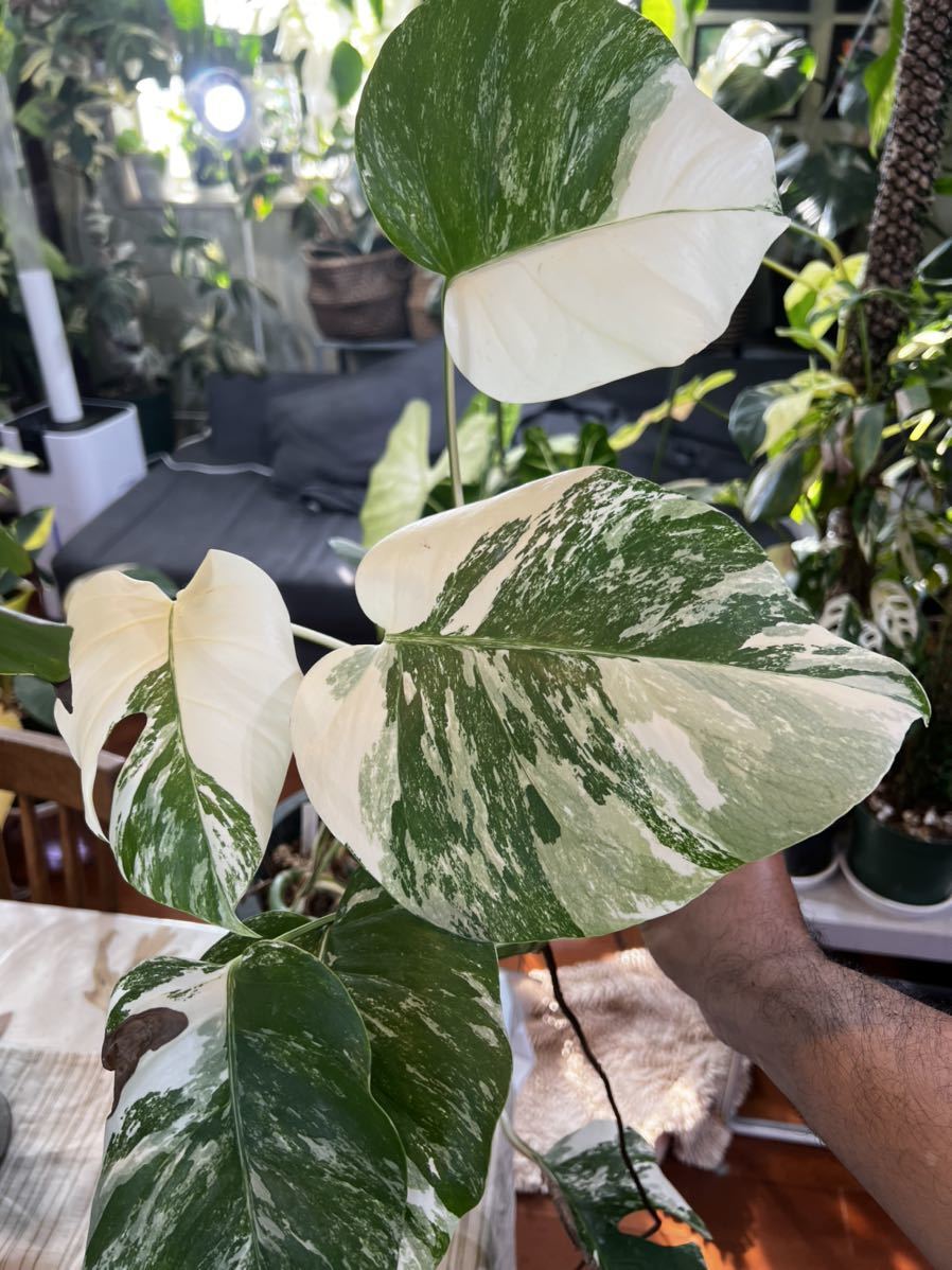 Monstera White Tiger Albo Etsy : - | Plant Node Single Cutting com 