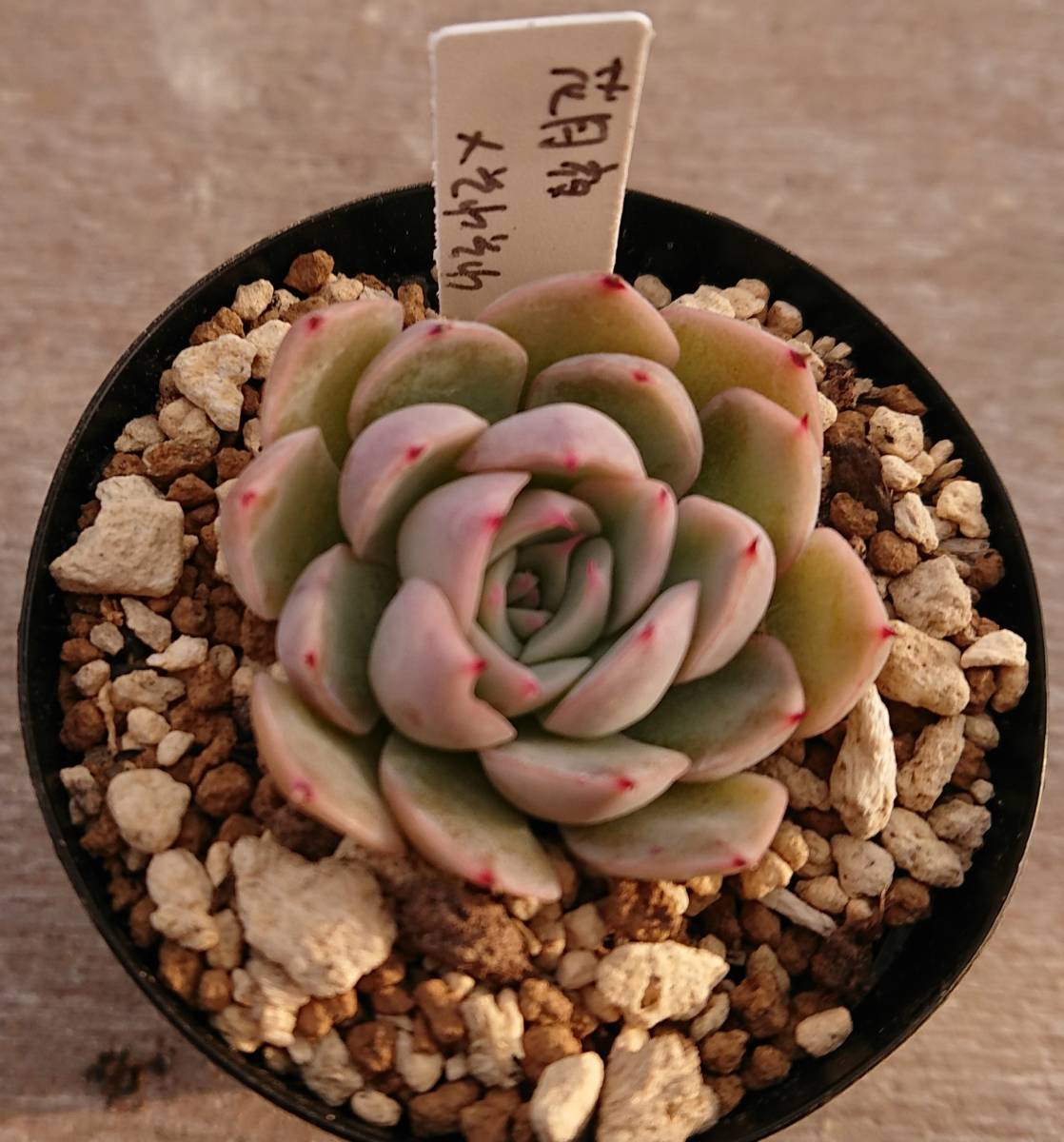 花月夜xそわそわ おらいさん苗 エケベリア 多肉植物 観葉植物 売買されたオークション情報 Yahooの商品情報をアーカイブ公開 オークファン Aucfan Com