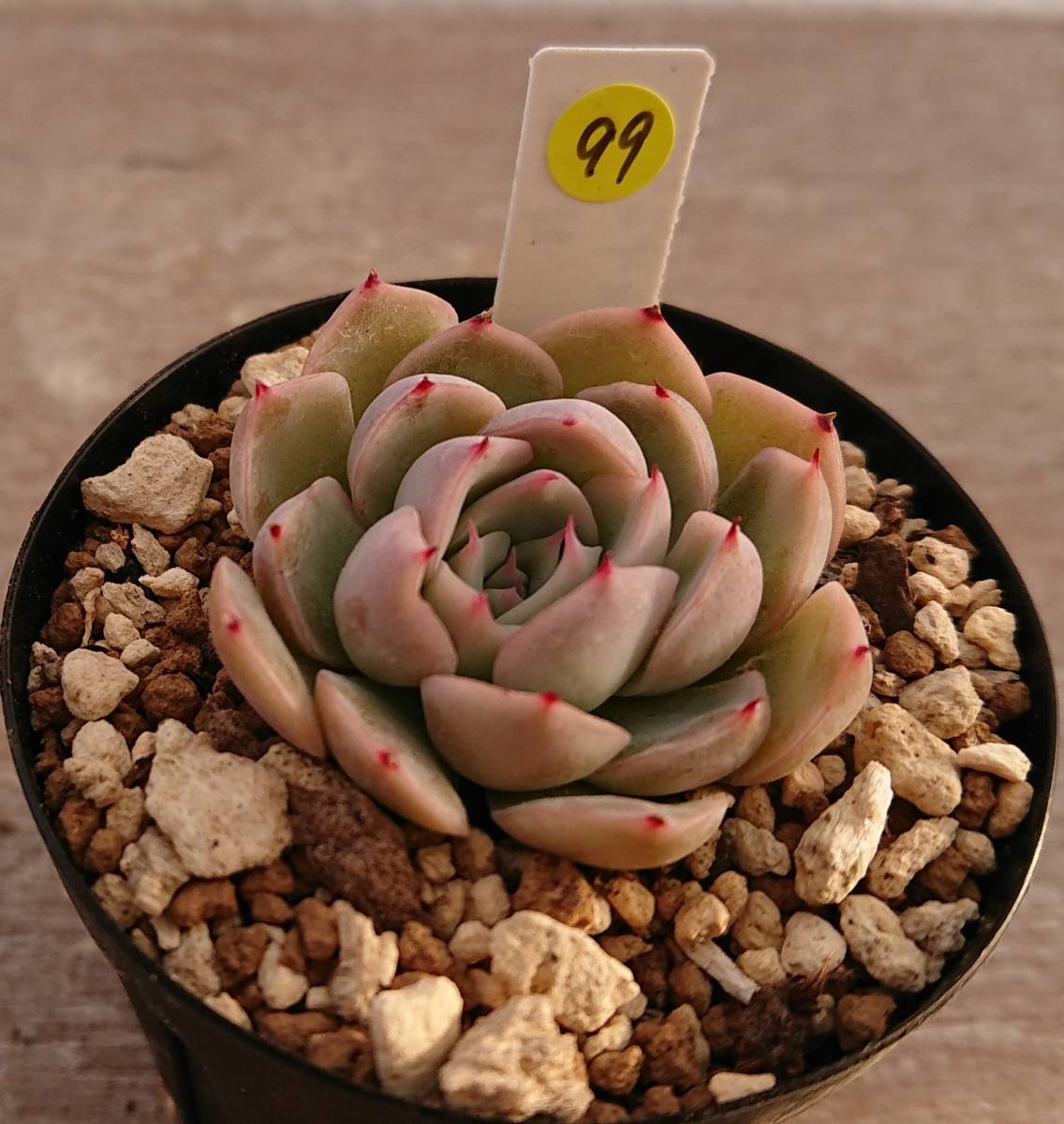 花月夜xそわそわ おらいさん苗 エケベリア 多肉植物 観葉植物 売買されたオークション情報 Yahooの商品情報をアーカイブ公開 オークファン Aucfan Com