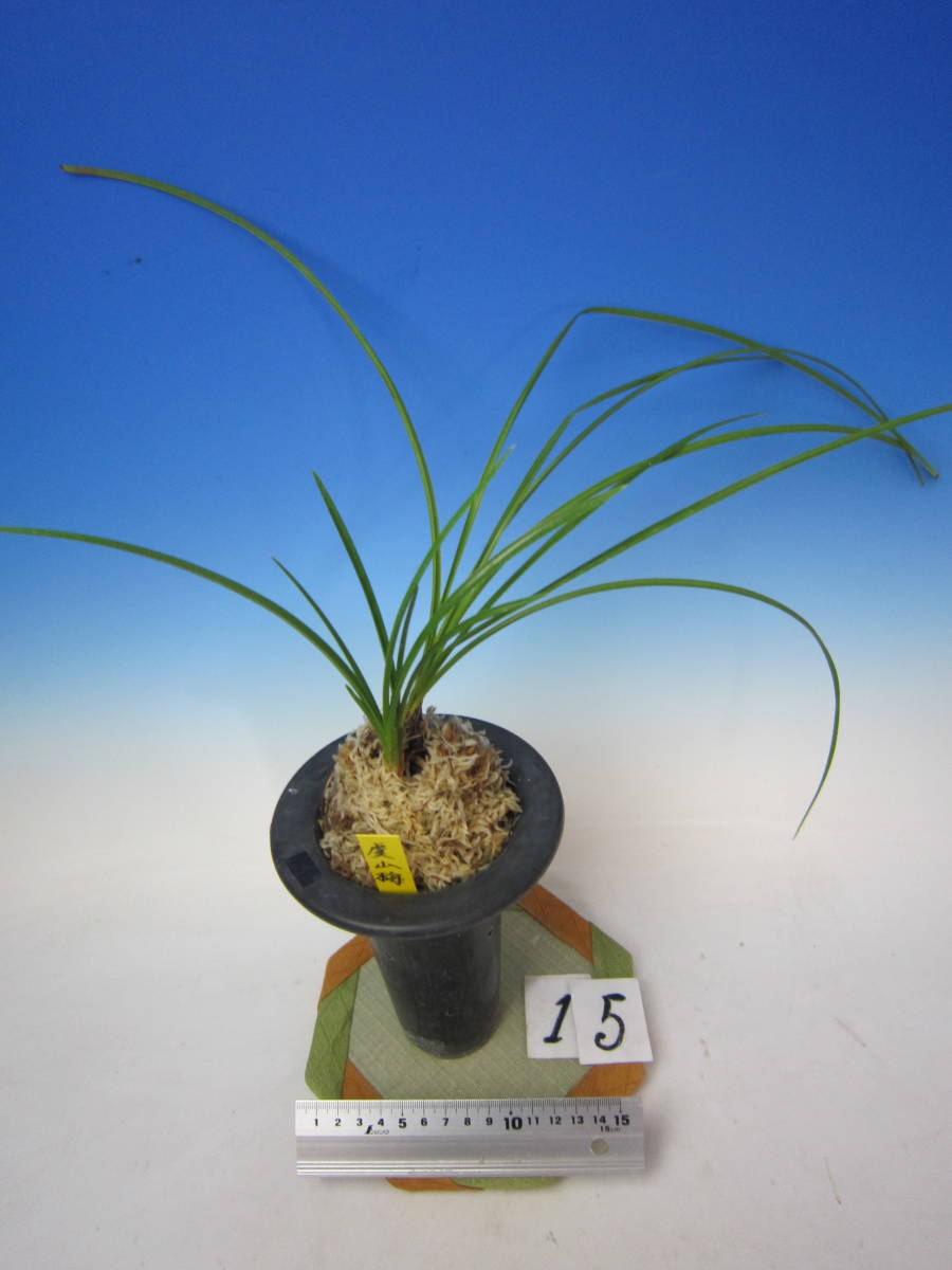 人気，最新作 蘭万園 中国春蘭 一茎九花梅弁 虞山梅 中上木 4本立 //春蘭 寒蘭 富貴蘭 長生蘭 中国蘭 古典園芸 東洋蘭//(ラン)｜売買されたオークション情報、yahooの商品情報をアーカイブ公開 - オークファ ラン