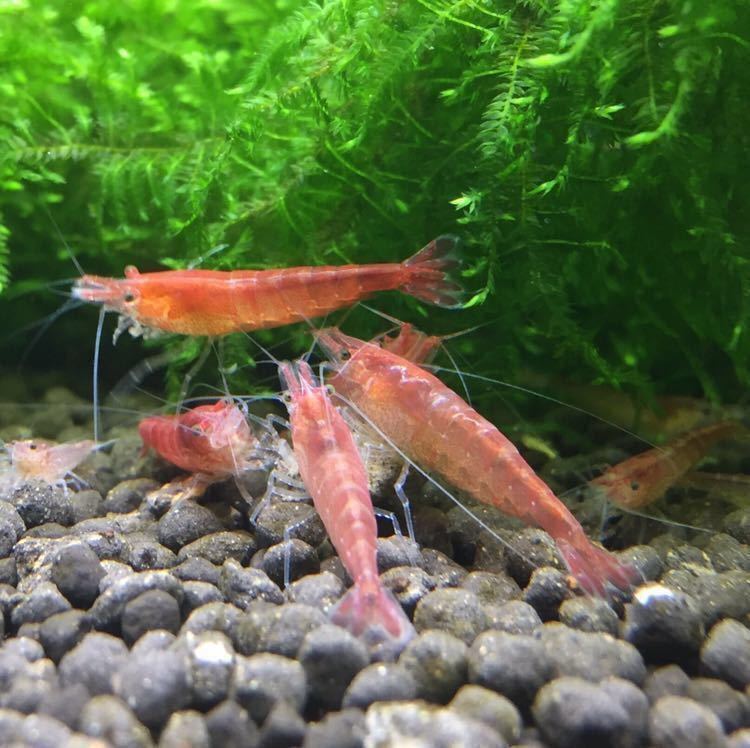 ミナミヌマエビの赤色固定種 赤ミナミヌマエビ レッドミナミヌマエビ 10匹 A ヌマエビ 売買されたオークション情報 Yahooの商品情報をアーカイブ公開 オークファン Aucfan Com