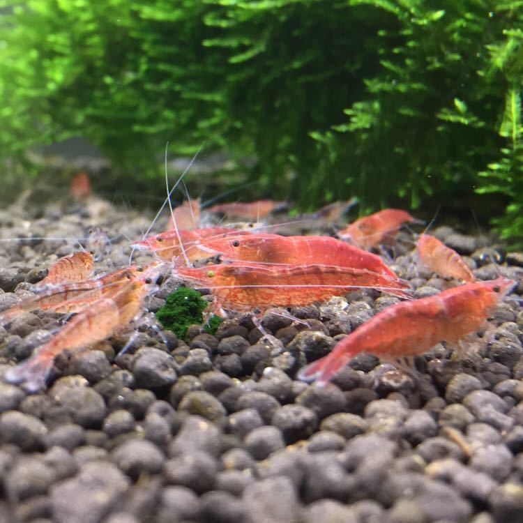 ミナミヌマエビの赤色固定種 赤ミナミヌマエビ レッドミナミヌマエビ 10匹 A ヌマエビ 売買されたオークション情報 Yahooの商品情報をアーカイブ公開 オークファン Aucfan Com