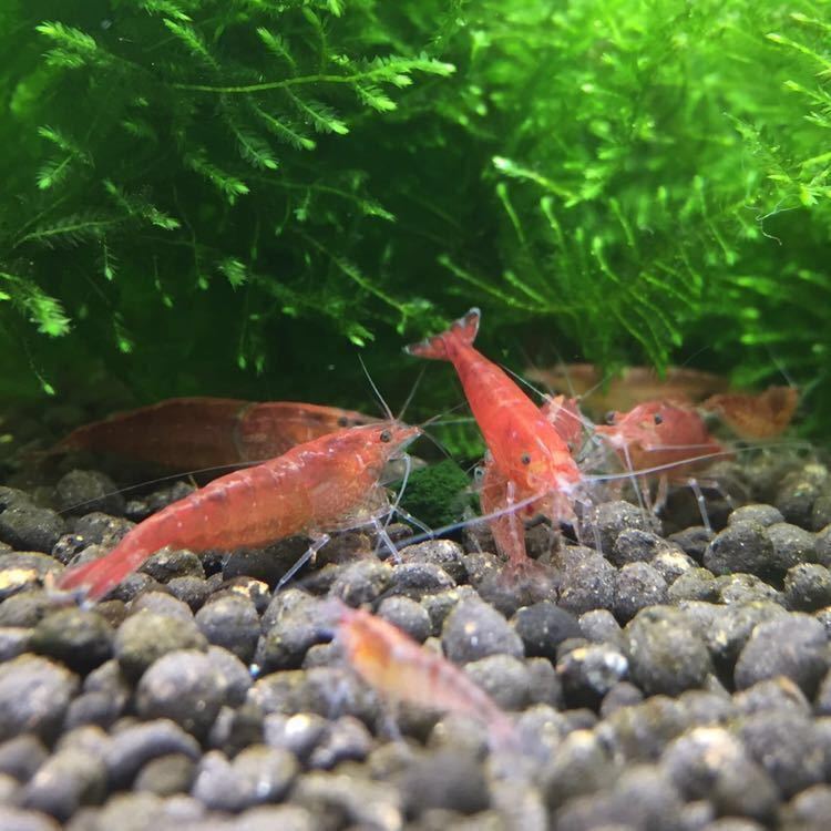 ミナミヌマエビの赤色固定種 赤ミナミヌマエビ レッドミナミヌマエビ 10匹 A ヌマエビ 売買されたオークション情報 Yahooの商品情報をアーカイブ公開 オークファン Aucfan Com