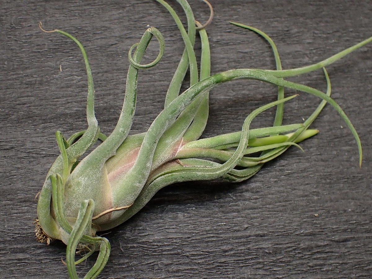 Tillandsia Caput Medusae Superior チランジア カプトメデューサエ スペリオール エアプランツrf 第四種 税別1円 アナナス 売買されたオークション情報 Yahooの商品情報をアーカイブ公開 オークファン Aucfan Com