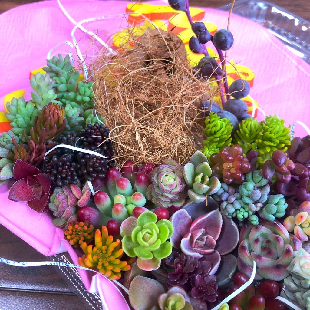 多肉植物カット苗寄せ植えセット ブラックローズ ムーンストーン スプリングワンダー パステル チョコチップ レッドベリーなど サボテン 売買されたオークション情報 Yahooの商品情報をアーカイブ公開 オークファン Aucfan Com