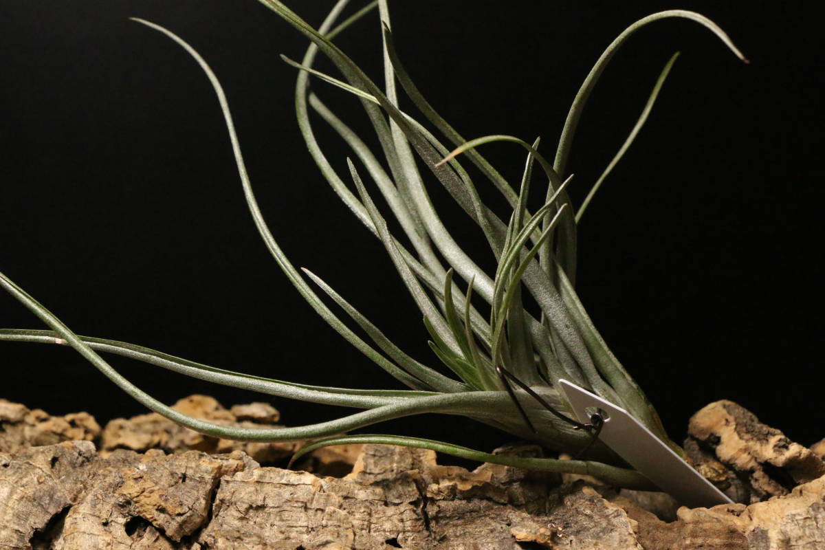 数量限定，お買い得 激レア変異株 アメイジング グレイス クレステッド Amazing Grace Crested チランジア ティランジア Tillandsia エアープランツ(アナナス)｜売買されたオークション情報、yahooの商品情報をアーカイブ アナナス