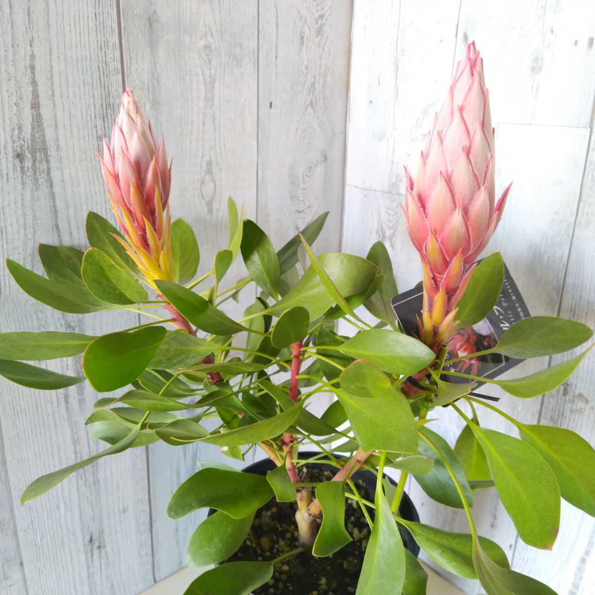 キングプロテア リトルプリンス 花芽2つ 高さ約50cm プラ鉢 観葉植物 5号 バンクシア グレビレア 観葉植物 売買されたオークション情報 Yahooの商品情報をアーカイブ公開 オークファン Aucfan Com