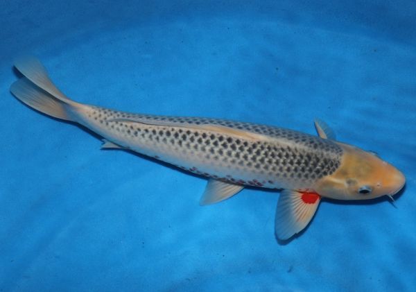 横浜錦鯉 浅黄 新潟県 山重養鯉場 重蔵 産 45 オス 錦鯉 売買されたオークション情報 Yahooの商品情報をアーカイブ公開 オークファン Aucfan Com