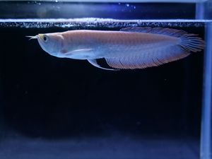 アルビノシルバーアロワナのヤフオク の相場 価格を見る ヤフオク のアルビノシルバーアロワナのオークション売買情報は59件が掲載されています