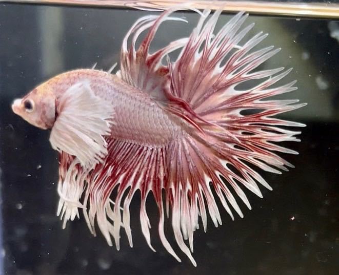 29ピンクカッパークラウンテールダンボ 極楽ファーム ベタ Betta New 熱帯魚 闘魚 ベタ 売買されたオークション情報 Yahooの商品情報をアーカイブ公開 オークファン Aucfan Com