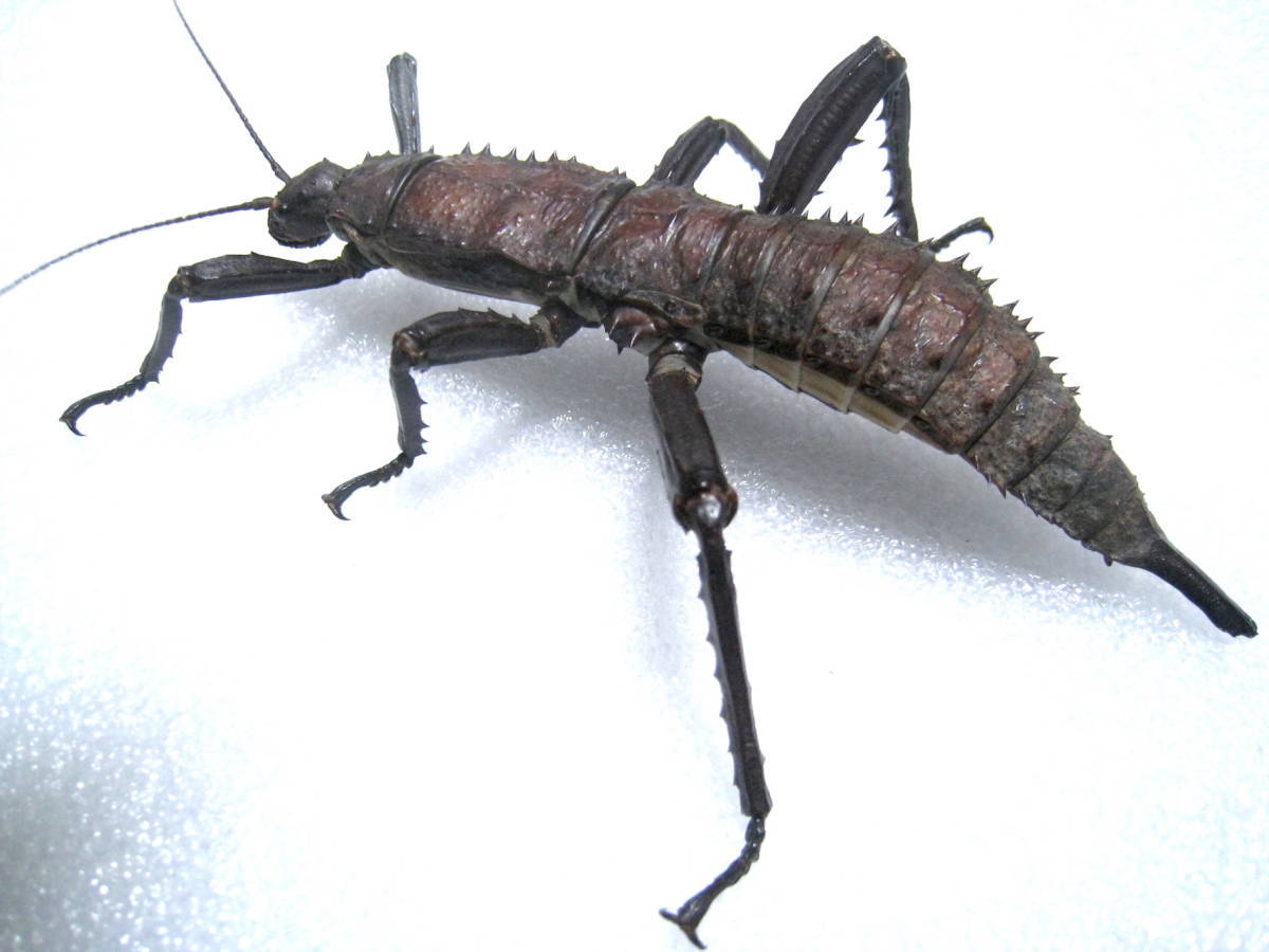 Eurycantha calcarata トゲアシフトナナフシ（ オバケナナフシ ）幼虫