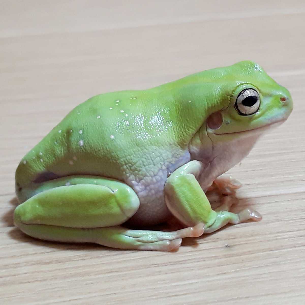 激レア極美 Wdイエアメガエルライトグリーン ワイルド個体としては珍しいミドルサイズのシッカリと1年以上飼い込んだ極上個体 6cm カエル 売買されたオークション情報 Yahooの商品情報をアーカイブ公開 オークファン Aucfan Com