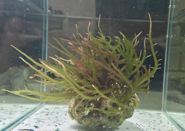 No40 現物 シラモ 根付き 若い間は緑色の紅藻 海藻 近海魚 海水魚 生体 オゴノリカ科(海水魚)|売買されたオークション情報、yahoo ...