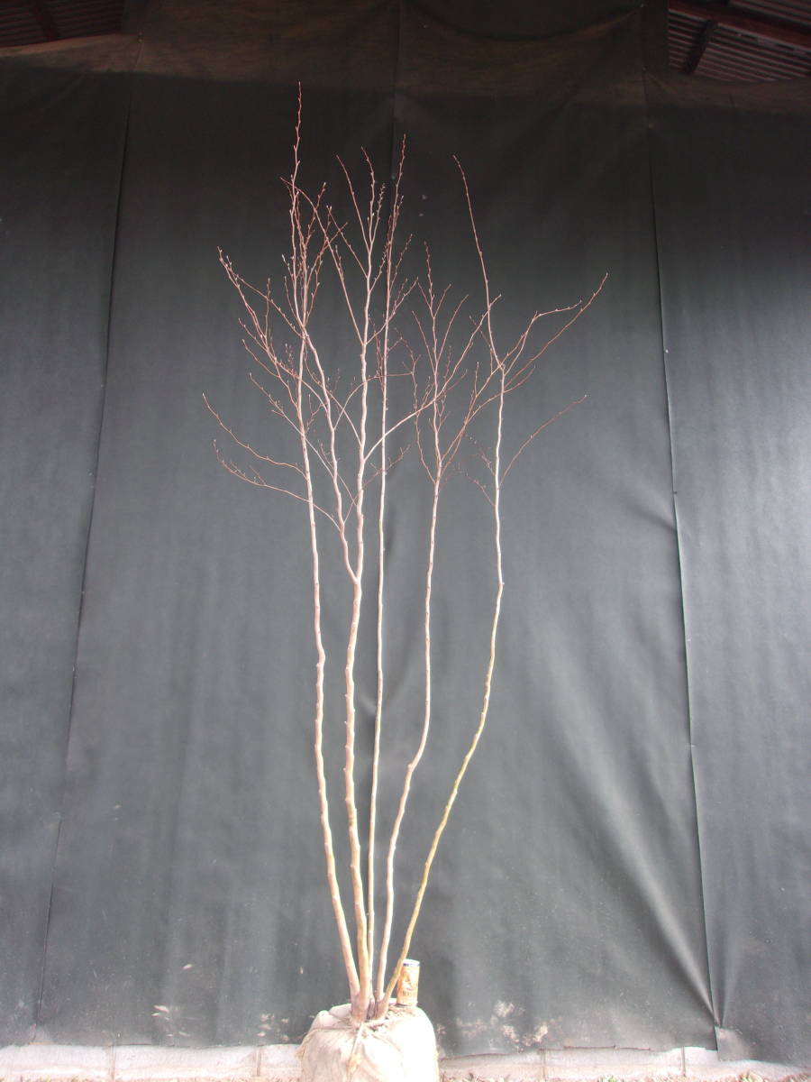 ヒメシャラ 株立 242 Www Amrapalihotel Com ヒメシャラ 株立 242 Www Amrapalihotel Com