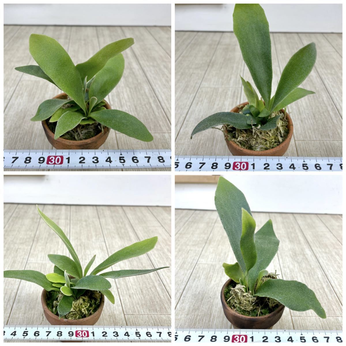 コウモリラン ビカクシダ ビフルカツム アルシコルネ 2号 15鉢セット 現品販売 オススメ ビカクシダ コウモリラン 売買されたオークション情報 Yahooの商品情報をアーカイブ公開 オークファン Aucfan Com コウモリラン ビカクシダ ビフルカツム アルシコルネ 2号 15鉢セット 現品販売 オススメ ビカクシダ コウモリラン 売買されたオークション情報 Yahooの商品情報をアーカイブ公開 オークファン Aucfan Com
