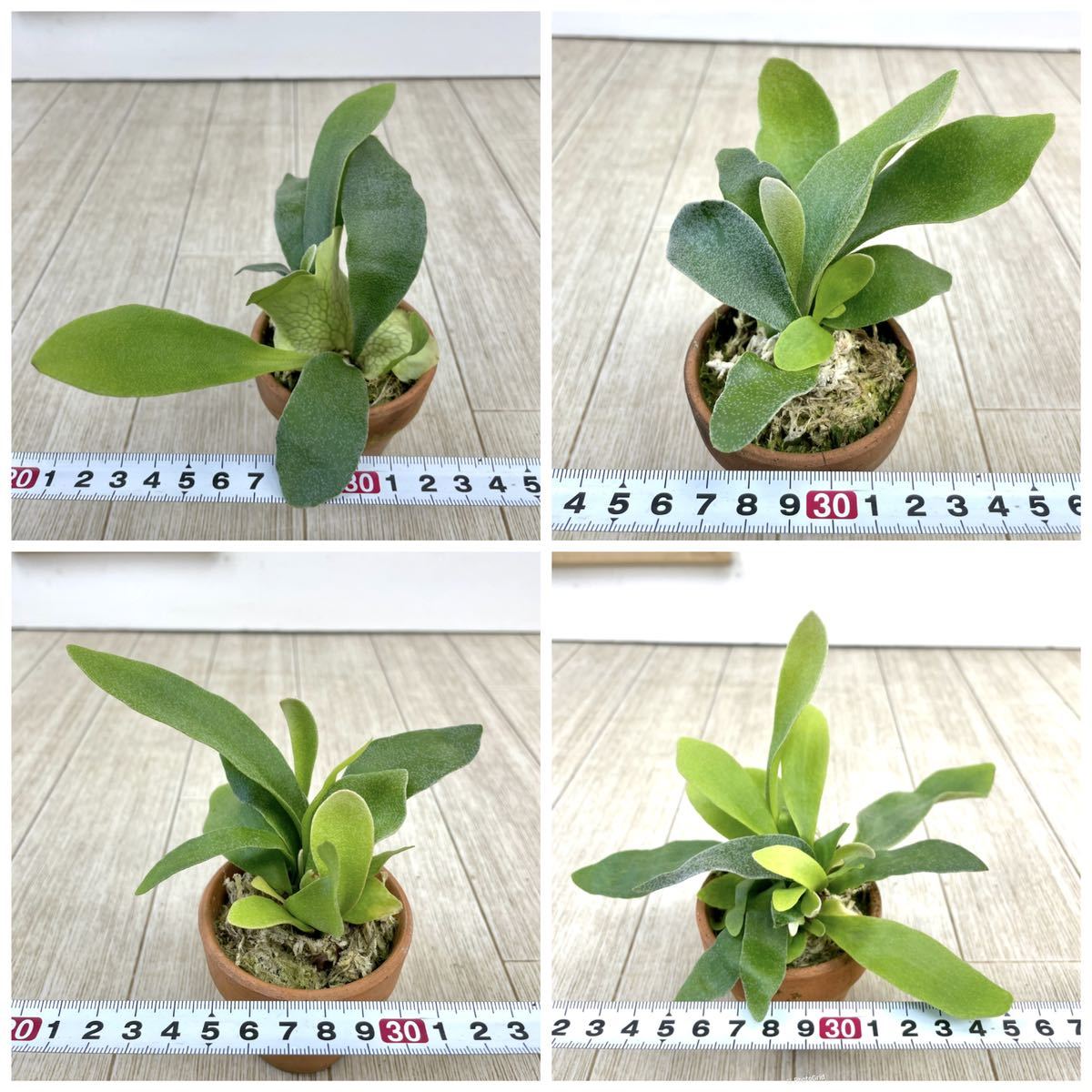 コウモリラン ビカクシダ ビフルカツム アルシコルネ 2号 15鉢セット 現品販売 オススメ ビカクシダ コウモリラン 売買されたオークション情報 Yahooの商品情報をアーカイブ公開 オークファン Aucfan Com コウモリラン ビカクシダ ビフルカツム アルシコルネ 2号 15鉢セット 現品販売 オススメ ビカクシダ コウモリラン 売買されたオークション情報 Yahooの商品情報をアーカイブ公開 オークファン Aucfan Com
