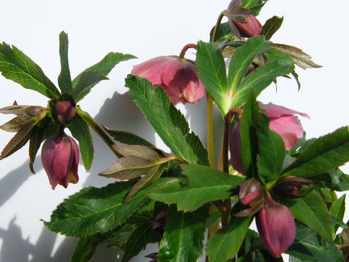 おトク情報がいっぱい クリスマスローズ開花株 Dd絞り咲きピンクゴールドフラッシュ 398 現品限り Pringlesjobs Be