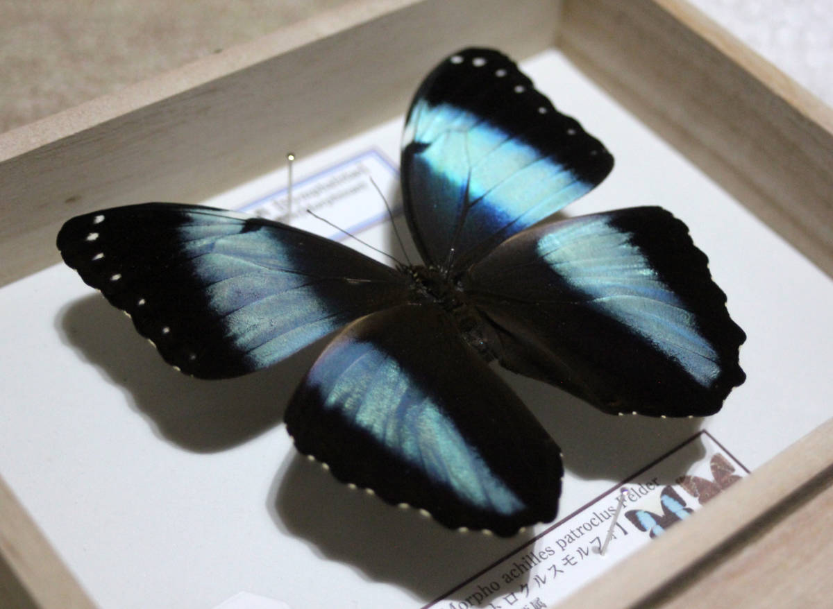 Morpho patroclus 蝶 標本 蝶標本 パトロクルスモルフォ（♂）(科学、自然)｜売買された