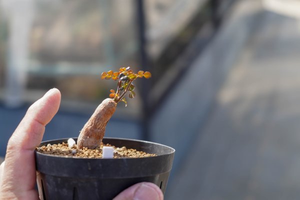オペルクリカリア・デカリー (多肉植物・サボテン)（オペルクリカリア 