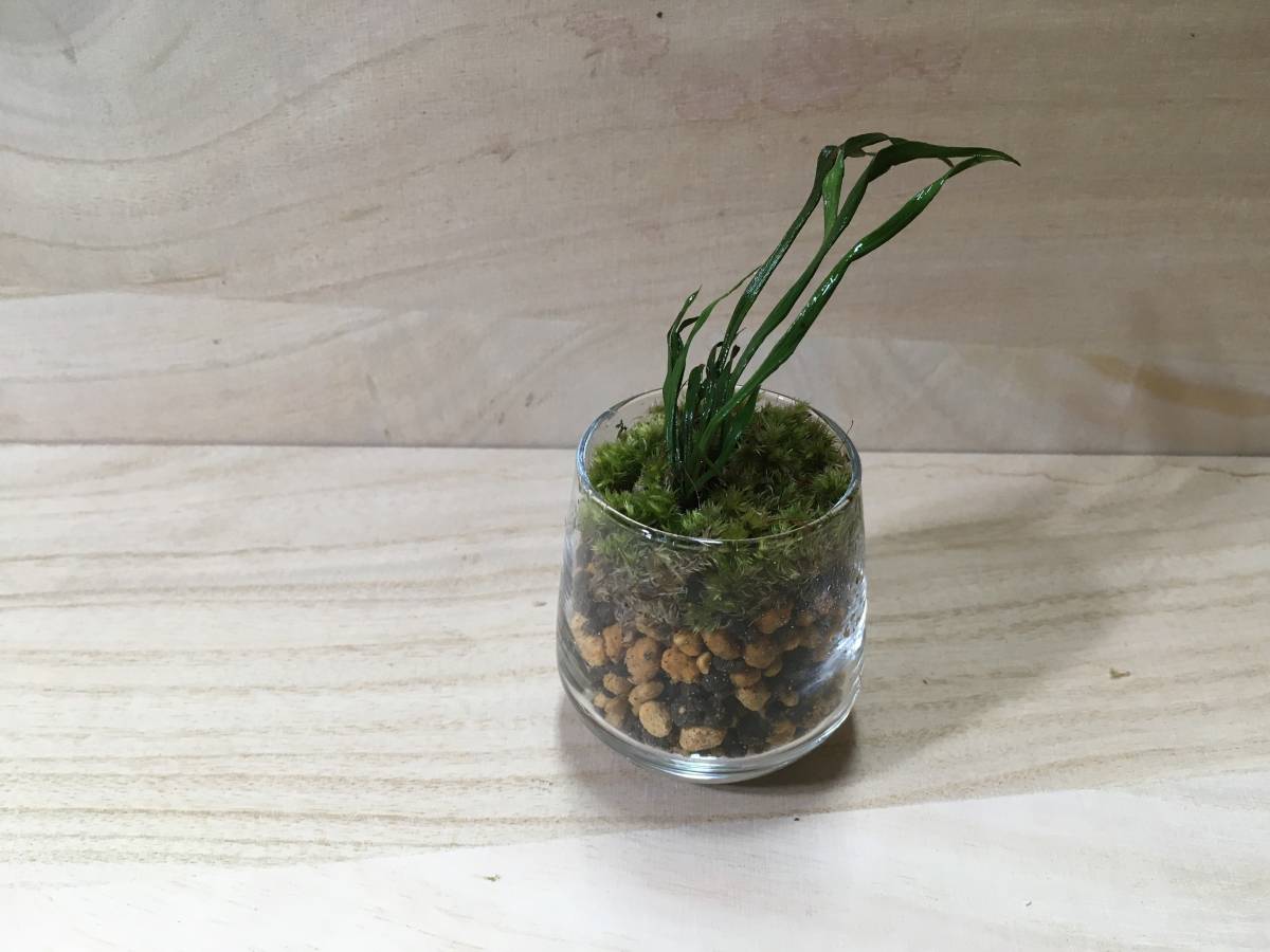 シダ シシランの幼株 獅子蘭 天然採取 Yas M03 For インテリア テラリウム 苔盆栽 その他 売買されたオークション情報 Yahooの商品情報をアーカイブ公開 オークファン Aucfan Com