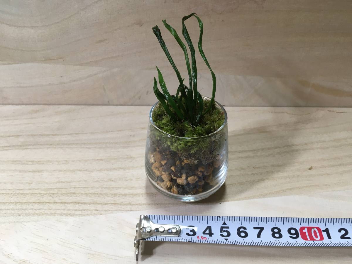 シダ シシランの幼株 獅子蘭 天然採取 Yas M03 For インテリア テラリウム 苔盆栽 その他 売買されたオークション情報 Yahooの商品情報をアーカイブ公開 オークファン Aucfan Com