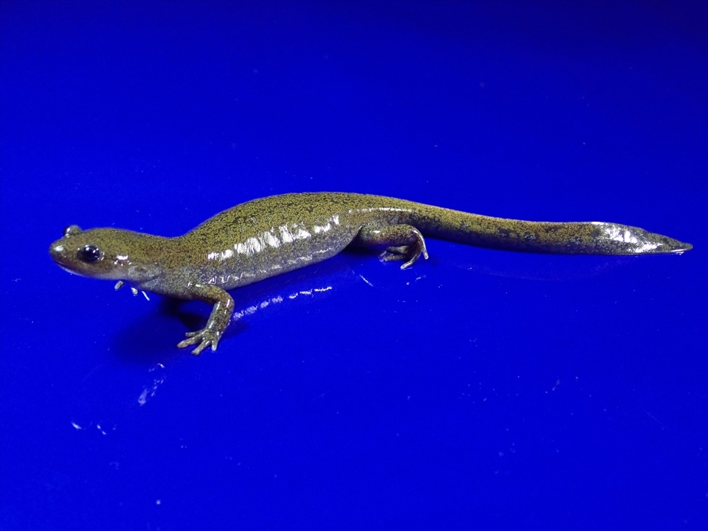 Vl クロサンショウウオ 158mm 165mm イモリ サラマンダー 売買されたオークション情報 Yahooの商品情報をアーカイブ公開 オークファン Aucfan Com