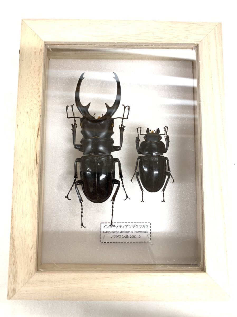 展足済】 インターメディアツヤクワガタ 92㎜44㎜ペア【標本】(虫類