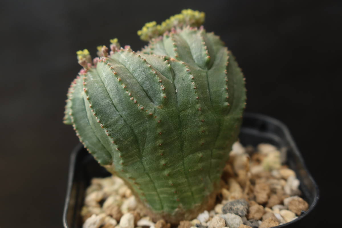 ユーフォルビア オベサ 実生 モンスト 綴化 木質化 【公式通販