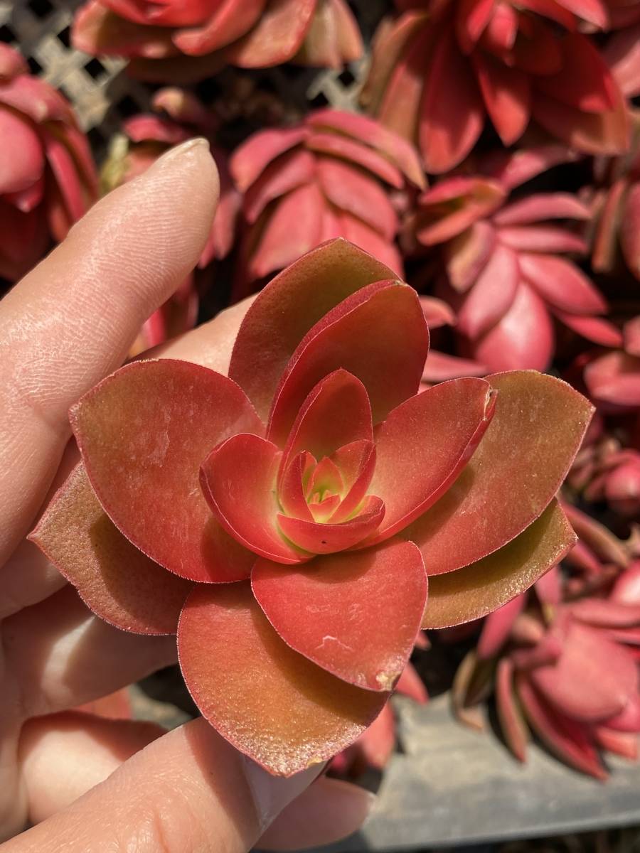 多肉植物 エケベリア クラッスラ キャンプファイヤー 25個 超美苗 サボテン 観葉植物 花 園芸 東京在庫 最短当日出荷 Cd87 サボテン 売買されたオークション情報 Yahooの商品情報をアーカイブ公開 オークファン Aucfan Com