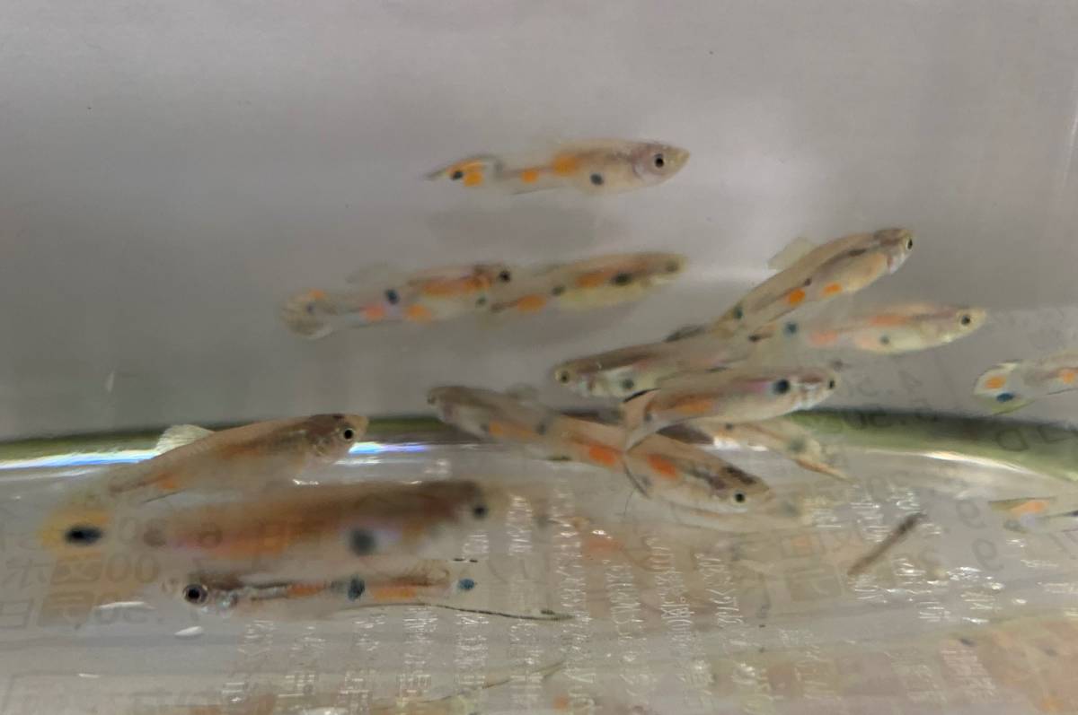 沖縄島グッピー オス5匹 メス10匹 繁殖セット グッピー 売買されたオークション情報 Yahooの商品情報をアーカイブ公開 オークファン Aucfan Com