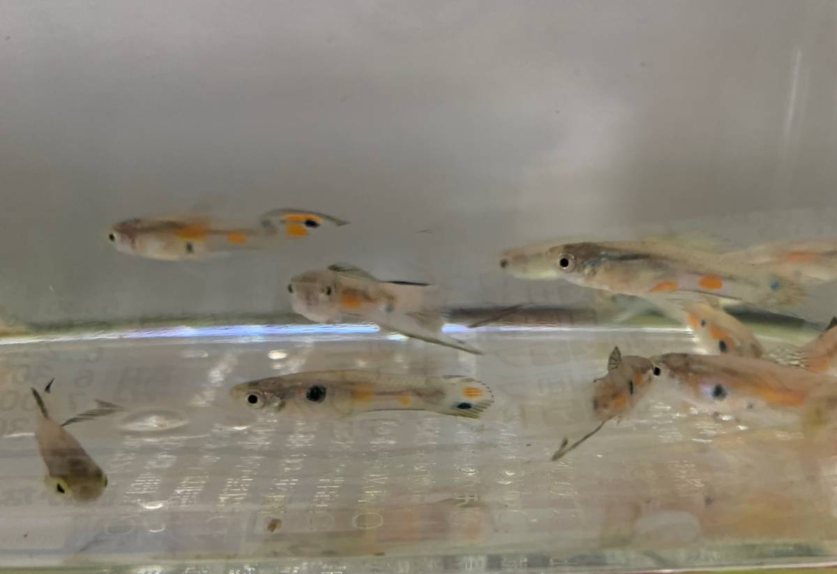沖縄島グッピー オス5匹 メス10匹 繁殖セット グッピー 売買されたオークション情報 Yahooの商品情報をアーカイブ公開 オークファン Aucfan Com