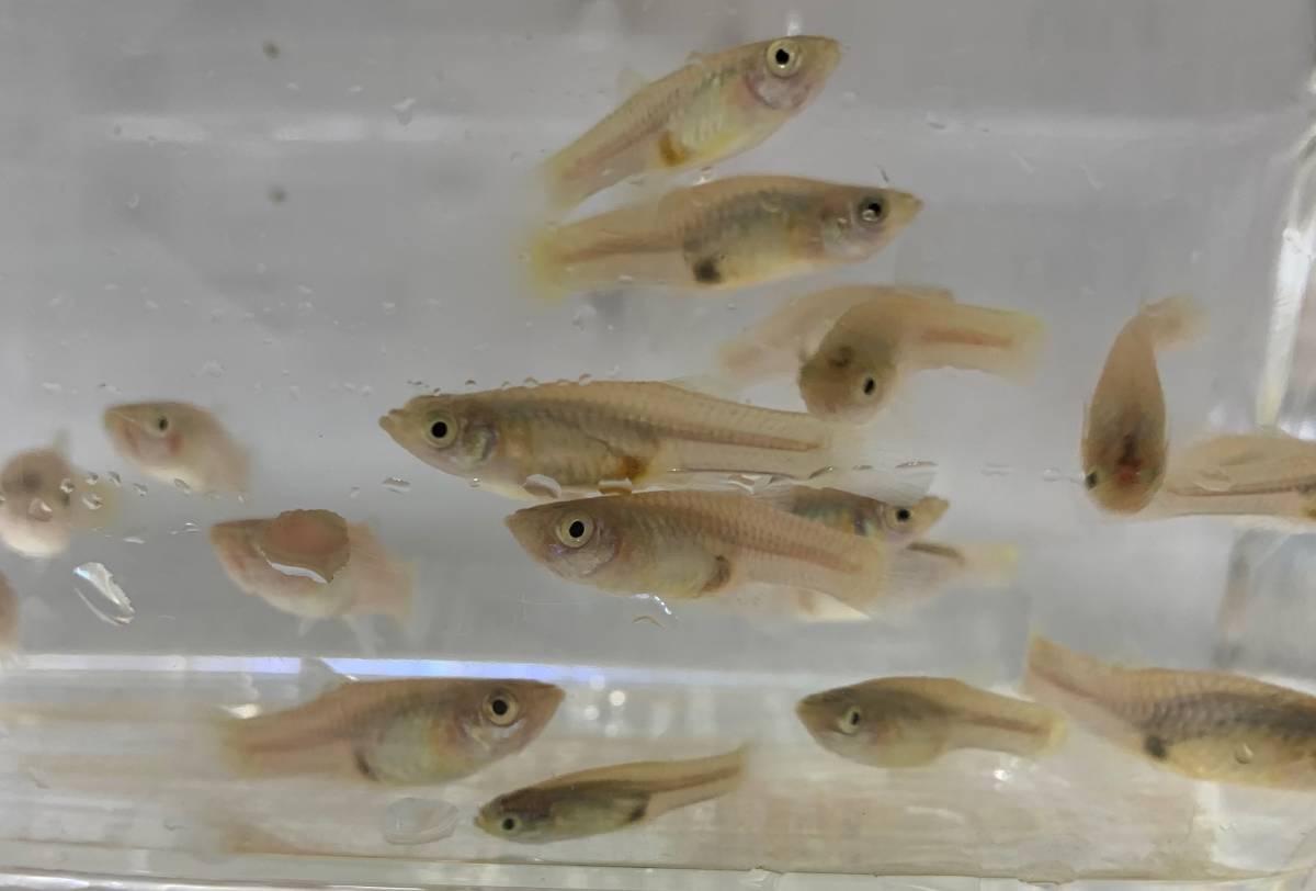 沖縄島グッピー オス5匹 メス10匹 繁殖セット グッピー 売買されたオークション情報 Yahooの商品情報をアーカイブ公開 オークファン Aucfan Com