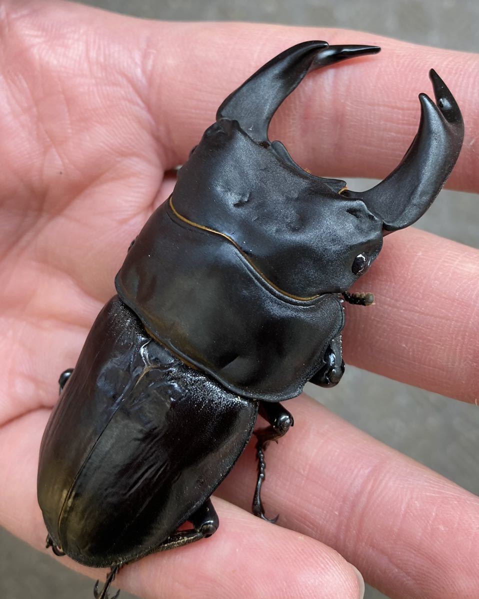 極太オオクワガタペア【値下げしました】 極太血統】阿古谷産 国産オオクワガタ BLACK VERTEX MRY 新成虫ペア